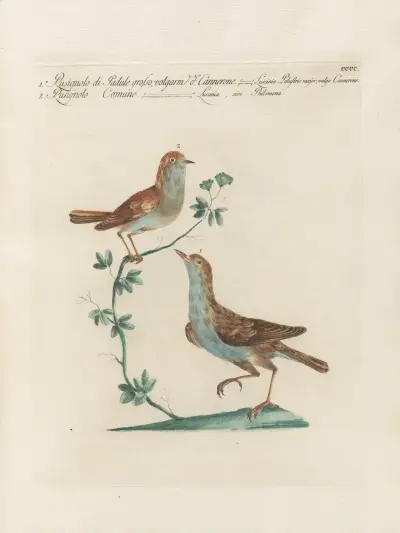 Ornithologia methodice digesta Pl.382 von Saverio Manetti