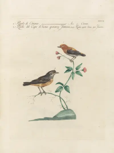 Ornithologia methodice digesta Pl.383 von Saverio Manetti