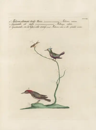 Ornithologia methodice digesta Pl.384 von Saverio Manetti