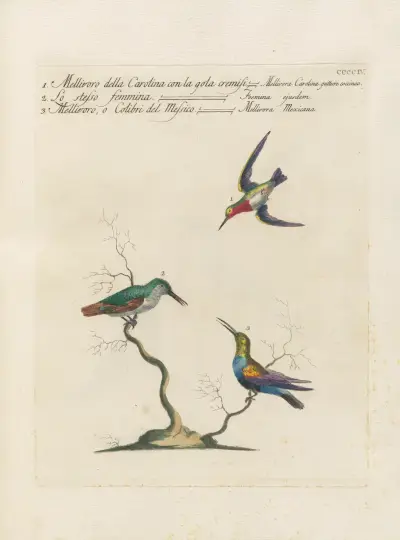 Ornithologia methodice digesta Pl.386 von Saverio Manetti