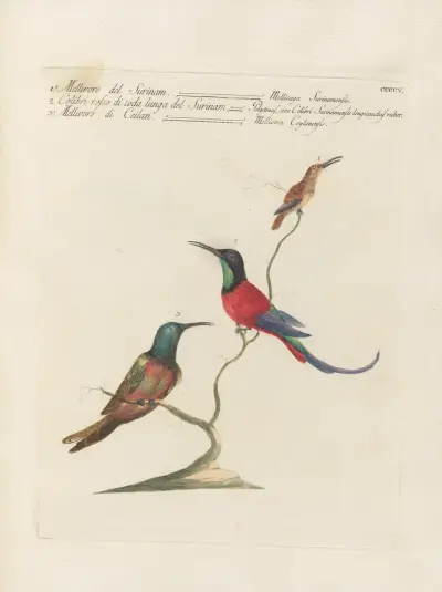 Ornithologia methodice digesta Pl.387 von Saverio Manetti