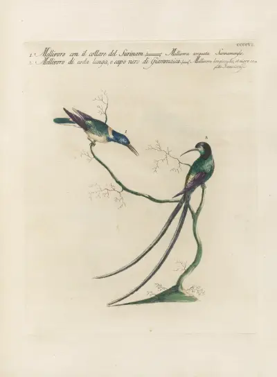 Ornithologia methodice digesta Pl.388 von Saverio Manetti