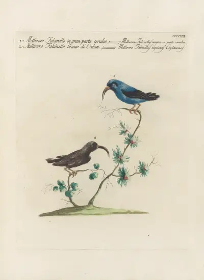 Ornithologia methodice digesta Pl.389, Saverio Manetti