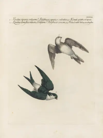 Ornithologia methodice digesta Pl. 390 von Saverio Manetti