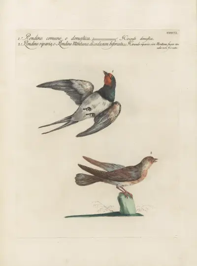 Ornithologia methodice digesta Pl.391 von Saverio Manetti
