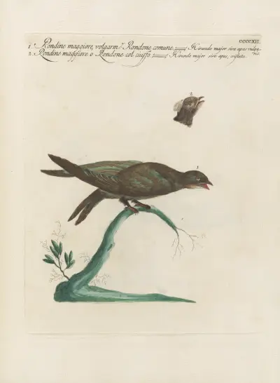 Ornithologia methodice digesta Pl.394 von Saverio Manetti