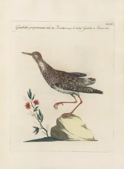 Ornithologia methodice digesta Pl.447 von Saverio Manetti