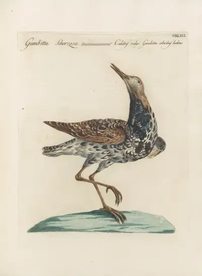 Ornithologia methodice digesta Pl.448, Saverio Manetti