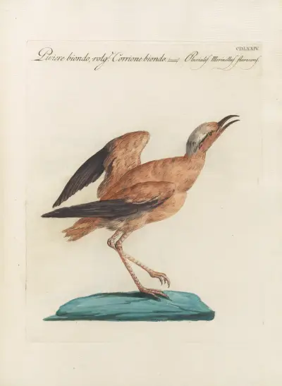 Ornithologia methodice digesta Pl.456, Saverio Manetti