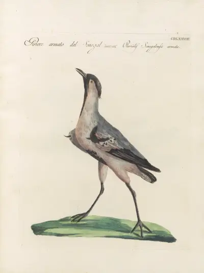 Ornithologia methodice digesta Pl.460 von Saverio Manetti
