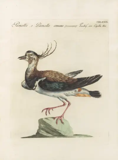 Ornithologia methodice digesta Pl.461 von Saverio Manetti