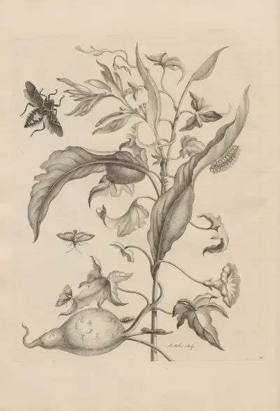 Dissertatio de generatione et metamorphosibus insectorum surinamensium Pl.41 av Maria Sibylla Merian