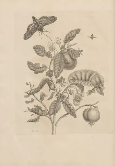 Dissertatio de generatione et metamorphosibus insectorum surinamensium Pl.57 av Maria Sibylla Merian