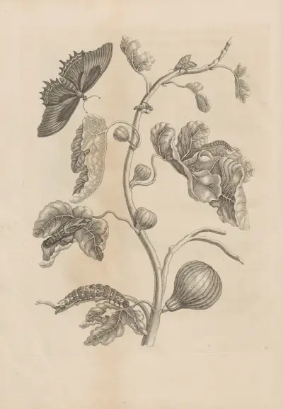 Dissertatio de generatione et metamorphosibus insectorum surinamensium Pl.67 av Maria Sibylla Merian