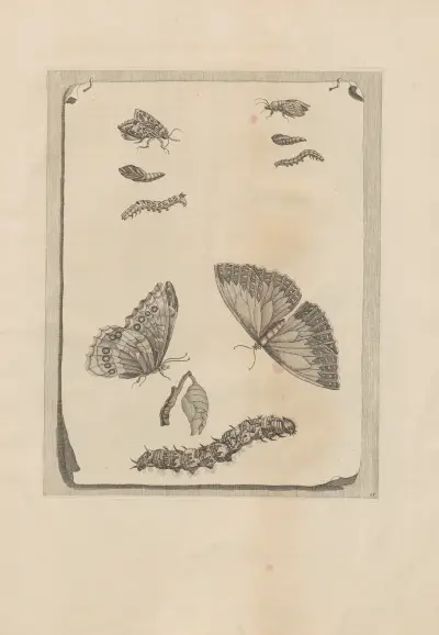 Dissertatio de generatione et metamorphosibus insectorum surinamensium Pl.68 av Maria Sibylla Merian