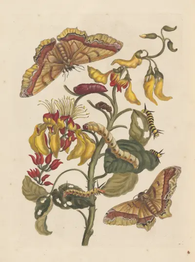 Dissertation sur la generation et les transformations des insectes de Surinam Pl.68 av Maria Sibylla Merian