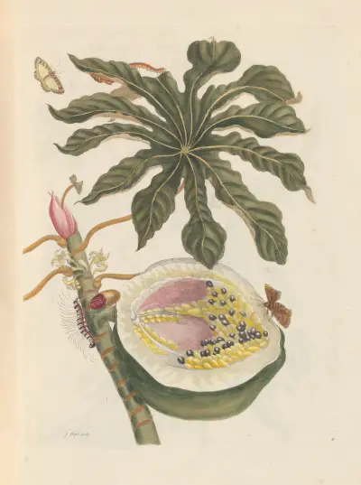 Dissertation sur la generation et les transformations des insectes de Surinam Pl.55 av Maria Sibylla Merian