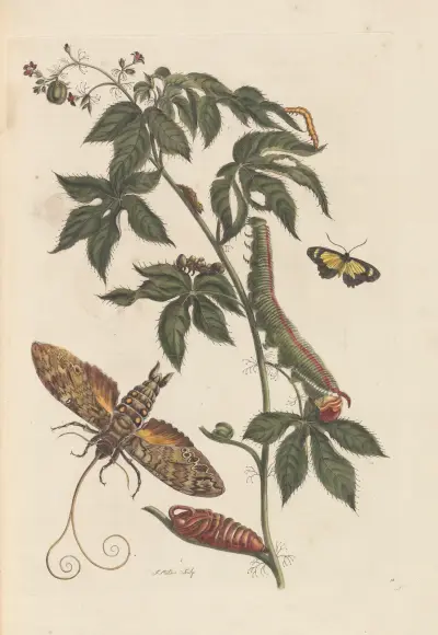 Dissertation sur la generation et les transformations des insectes de Surinam Pl.62 av Maria Sibylla Merian