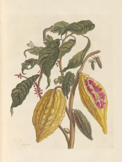 Dissertation sur la generation et les transformations des insectes de Surinam Pl.33 av Maria Sibylla Merian