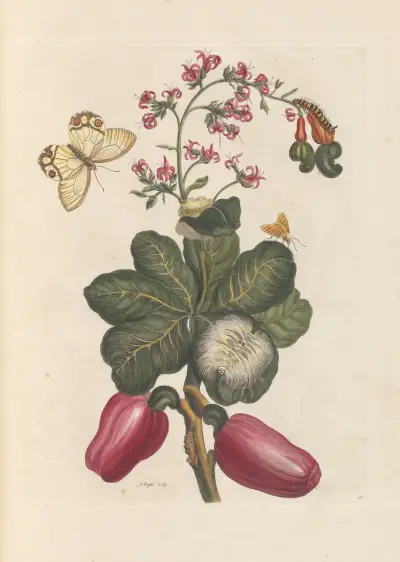 Dissertation sur la generation et les transformations des insectes de Surinam Pl.36 av Maria Sibylla Merian