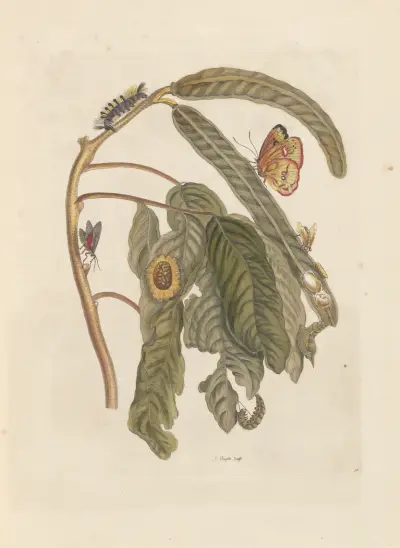 Dissertation sur la generation et les transformations des insectes de Surinam Pl.65 av Maria Sibylla Merian