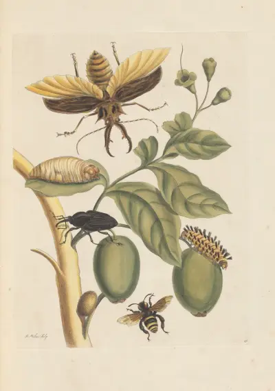 Dissertation sur la generation et les transformations des insectes de Surinam Pl.35 av Maria Sibylla Merian