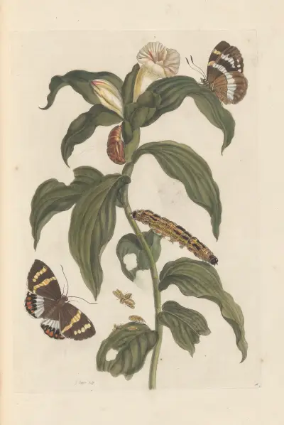 Dissertation sur la generation et les transformations des insectes de Surinam Pl.44 av Maria Sibylla Merian
