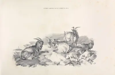 Thomas Sydney Cooper’s cattle subjects Pl.04 von Thomas Sidney Cooper