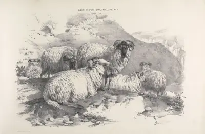 Thomas Sydney Cooper’s cattle subjects Pl.05 von Thomas Sidney Cooper