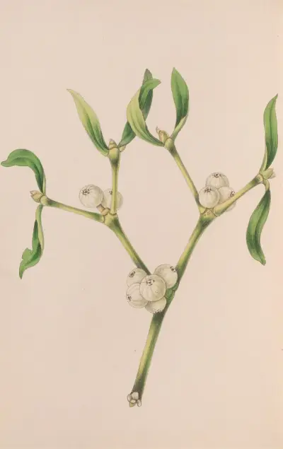 Christmas Rose av John Stevens Henslow