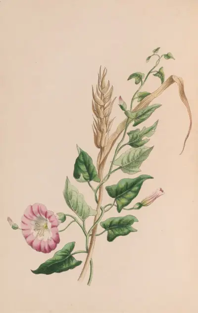 Geranium av John Stevens Henslow
