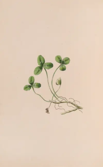 Lily Of The Valley av John Stevens Henslow