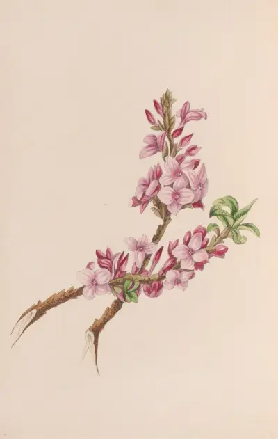 Mezereon av John Stevens Henslow