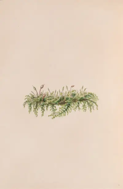 Mistletoe av John Stevens Henslow