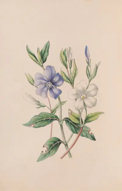 Periwinkle av John Stevens Henslow