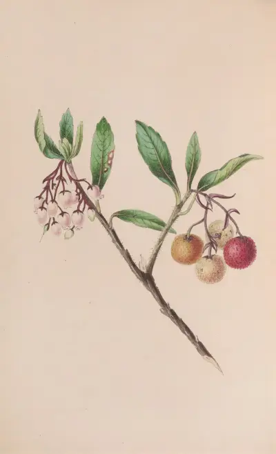 Yew av John Stevens Henslow