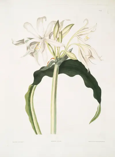Amaryllis aulica, Priscilla Susan Bury