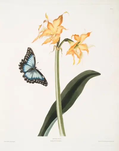 Amaryllis crocata – motýl nestor, Priscilla Susan Bury