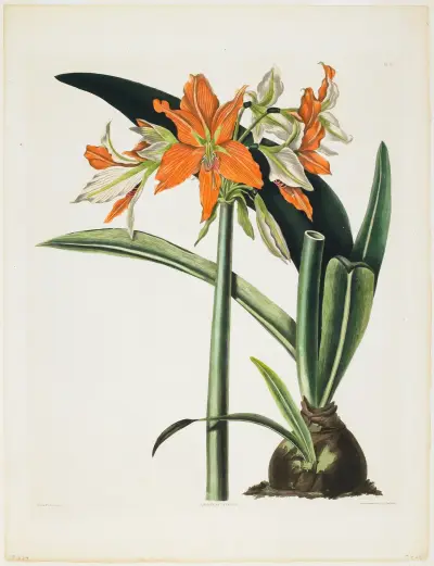 Amaryllis fulgida (Pruhovaná amarylis), 1831, Priscilla Susan Bury