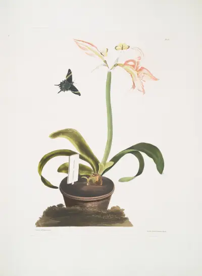 Amaryllis miniata, Priscilla Susan Bury