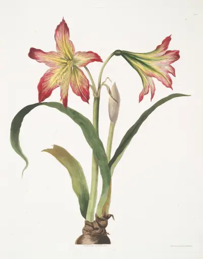 Amaryllis psittacina (Papegojblomma), Priscilla Susan Bury