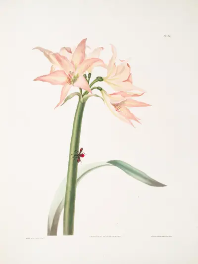 Amaryllis pulverulenta, Hippeastrum pulverulentum, Amaryllis acuminata, Priscilla Susan Bury