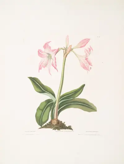 Amaryllis steilatafolia, Priscilla Susan Bury
