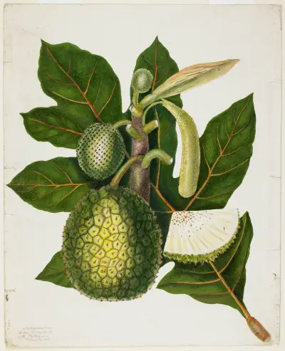 Artocarpus Incisa (Pravý chlebovník z Filipín), Priscilla Susan Bury