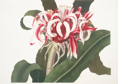 Crinium Augustum. [Královna Emma], 1834 – č. 1, Priscilla Susan Bury