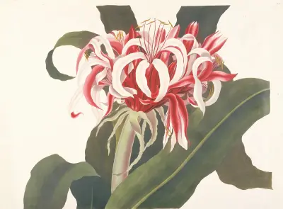 Crinum augustum (Jättespindellilja, Queen Emma-lilja), Priscilla Susan Bury