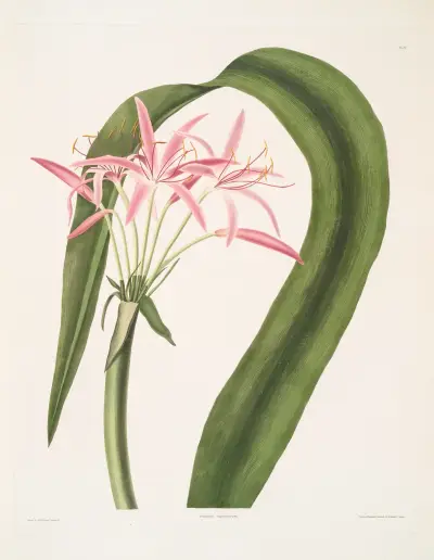 Crinum cruentum, Priscilla Susan Bury