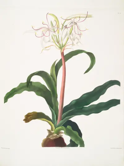 Crinum erubescens, Priscilla Susan Bury