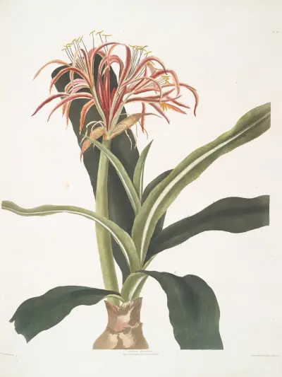 Crinum hybridum, Pedunculatum & Zeylanicum, Priscilla Susan Bury