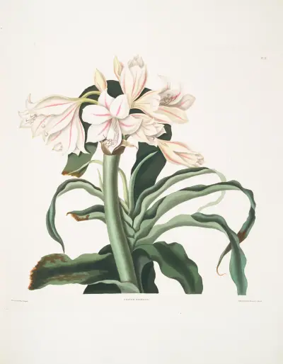 Crinum scabrum, Priscilla Susan Bury